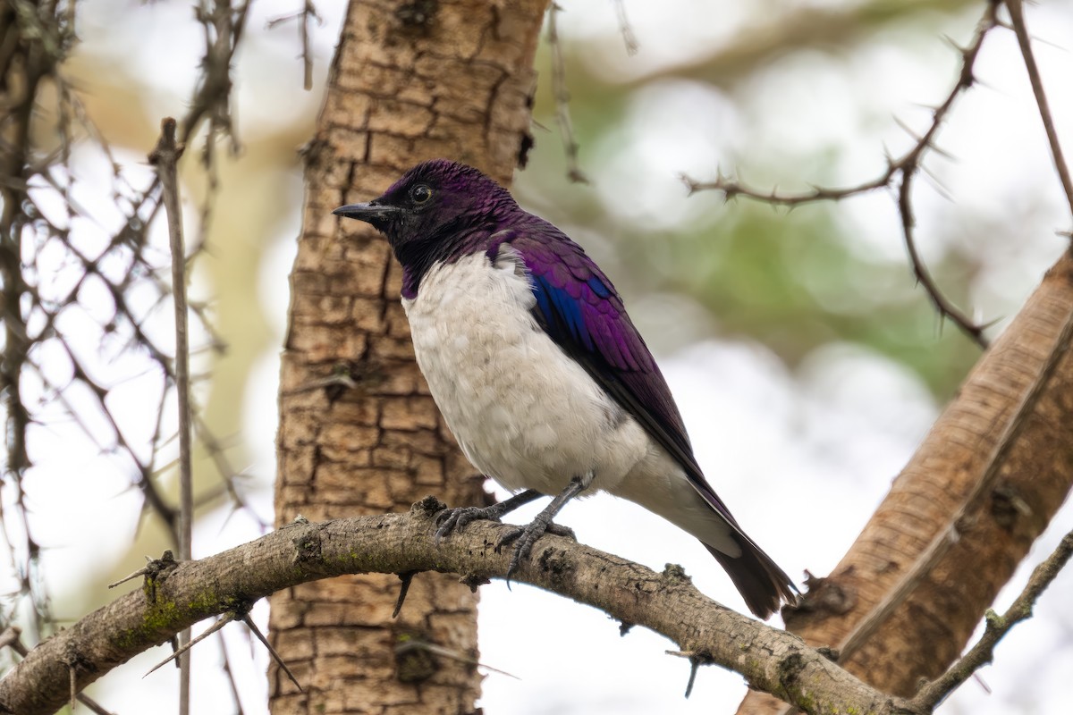 Violet-backed Starling - ML561560721