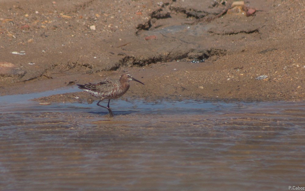 Curlew Sandpiper - ML56156081