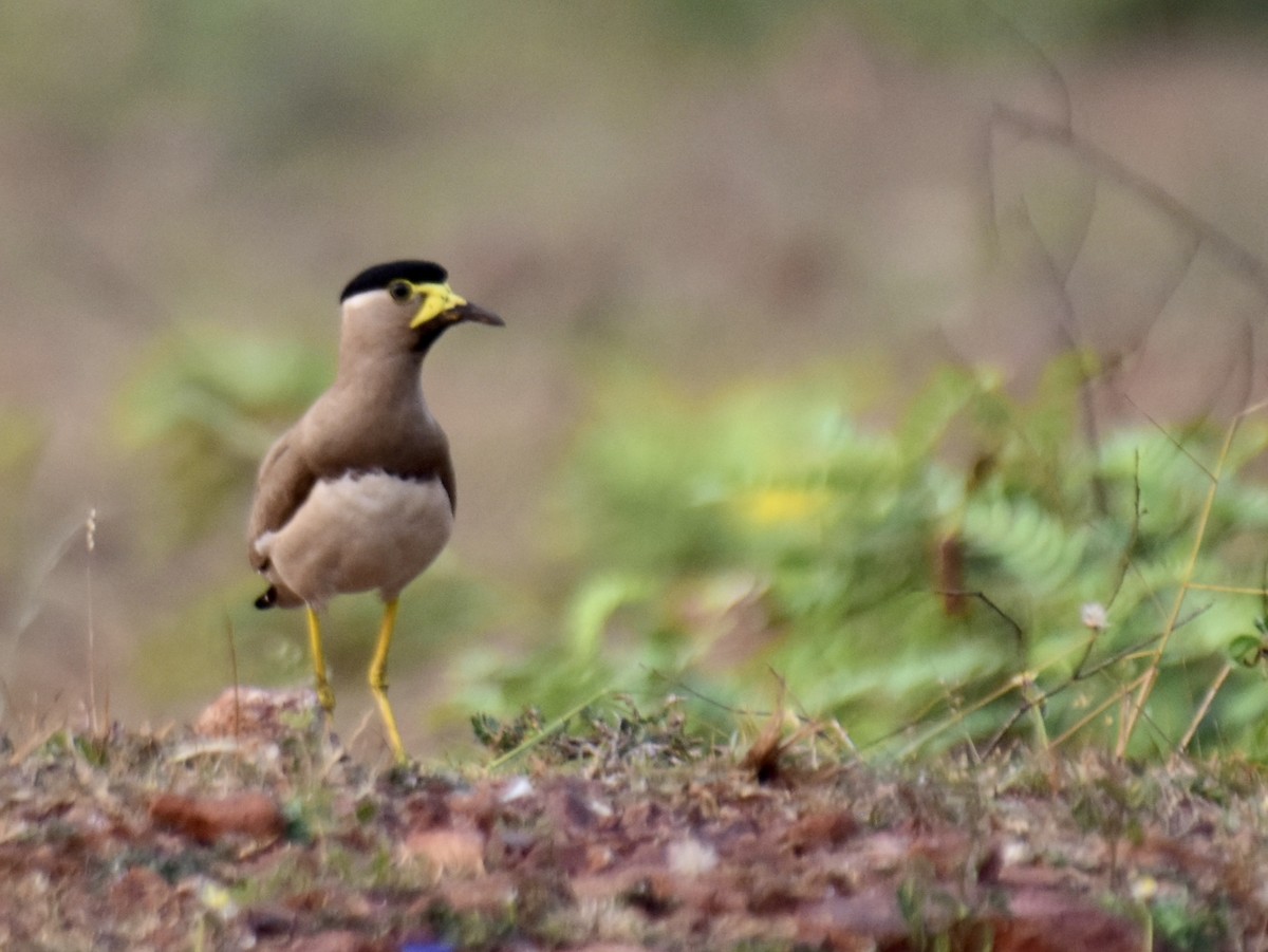 Yellow-wattled Lapwing - ML561561101