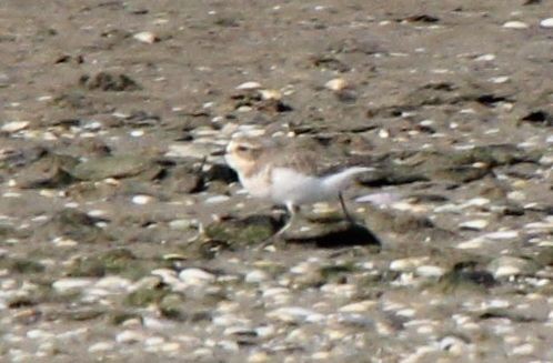 Double-banded Plover - ML561561451