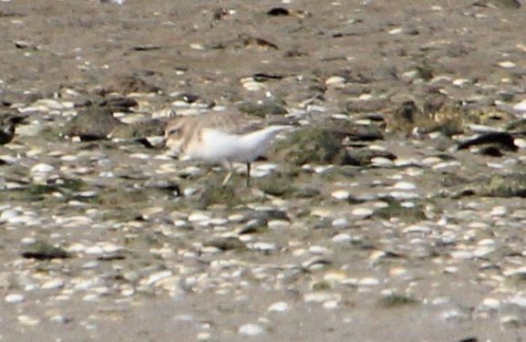 Double-banded Plover - ML561561461