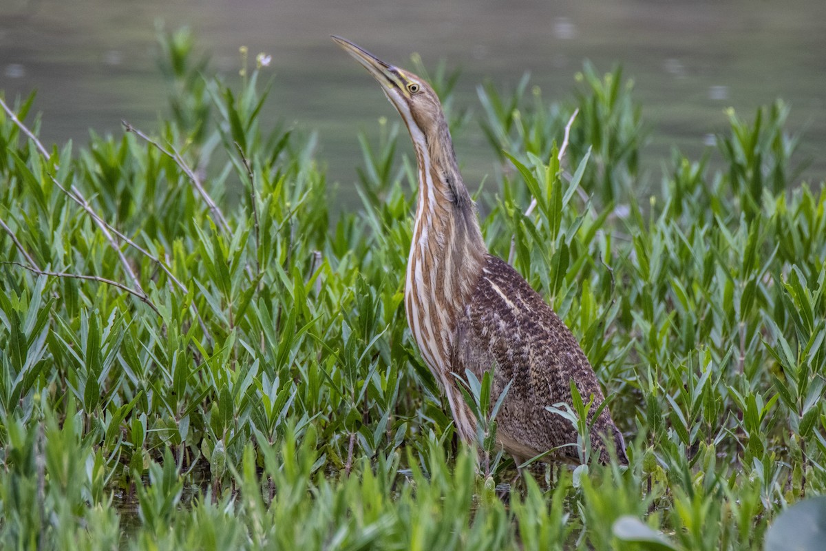 American Bittern - ML561561671