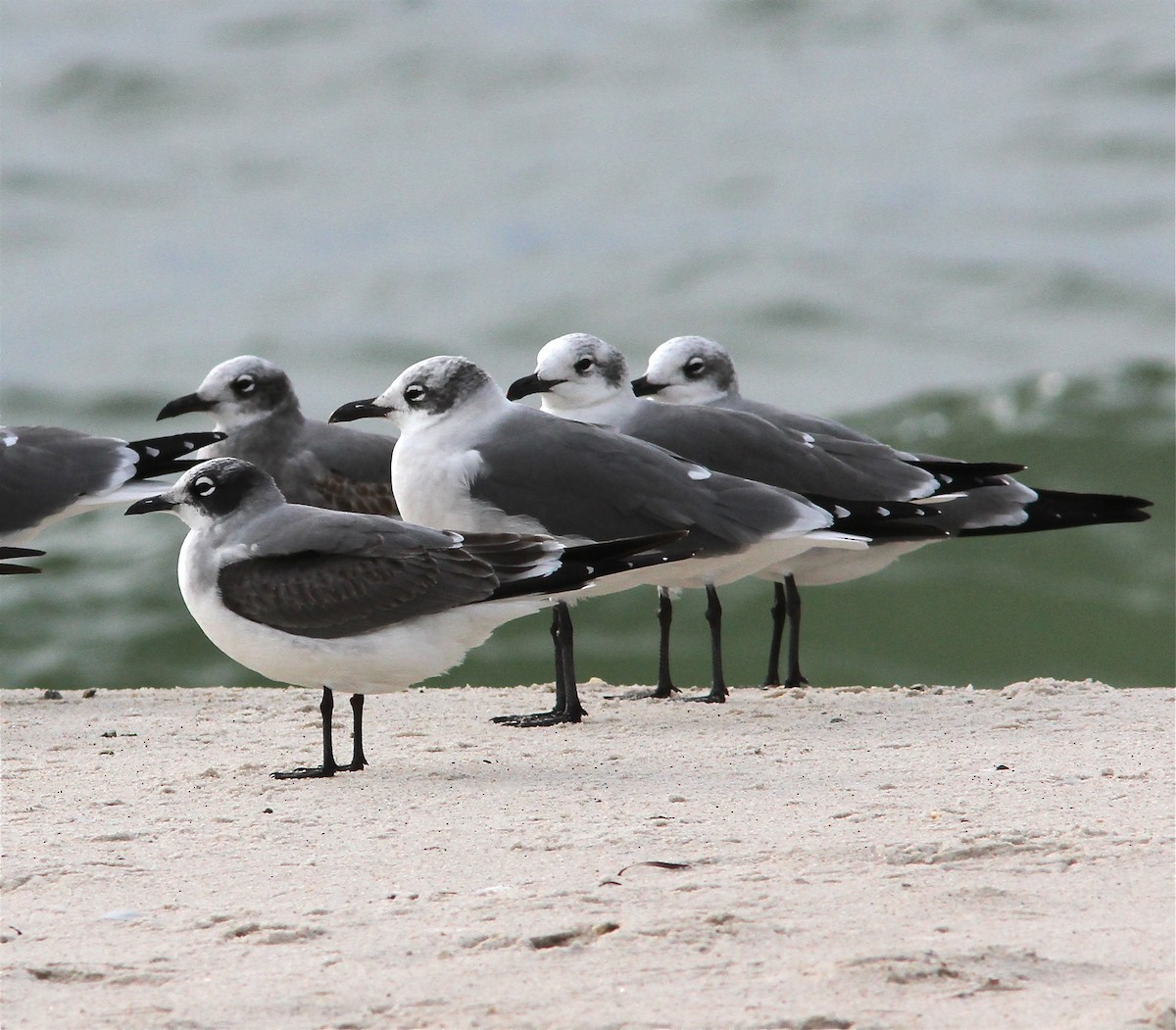 Franklin's Gull - ML561561951