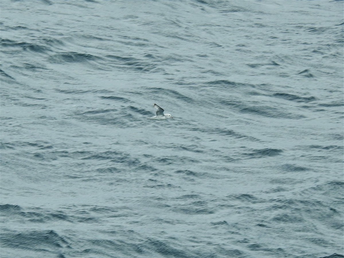 Kelp Gull (austrinus) - ML561562331