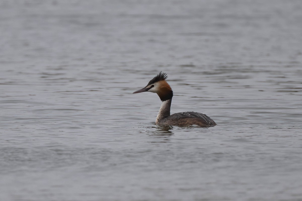 Great Crested Grebe - ML561562901