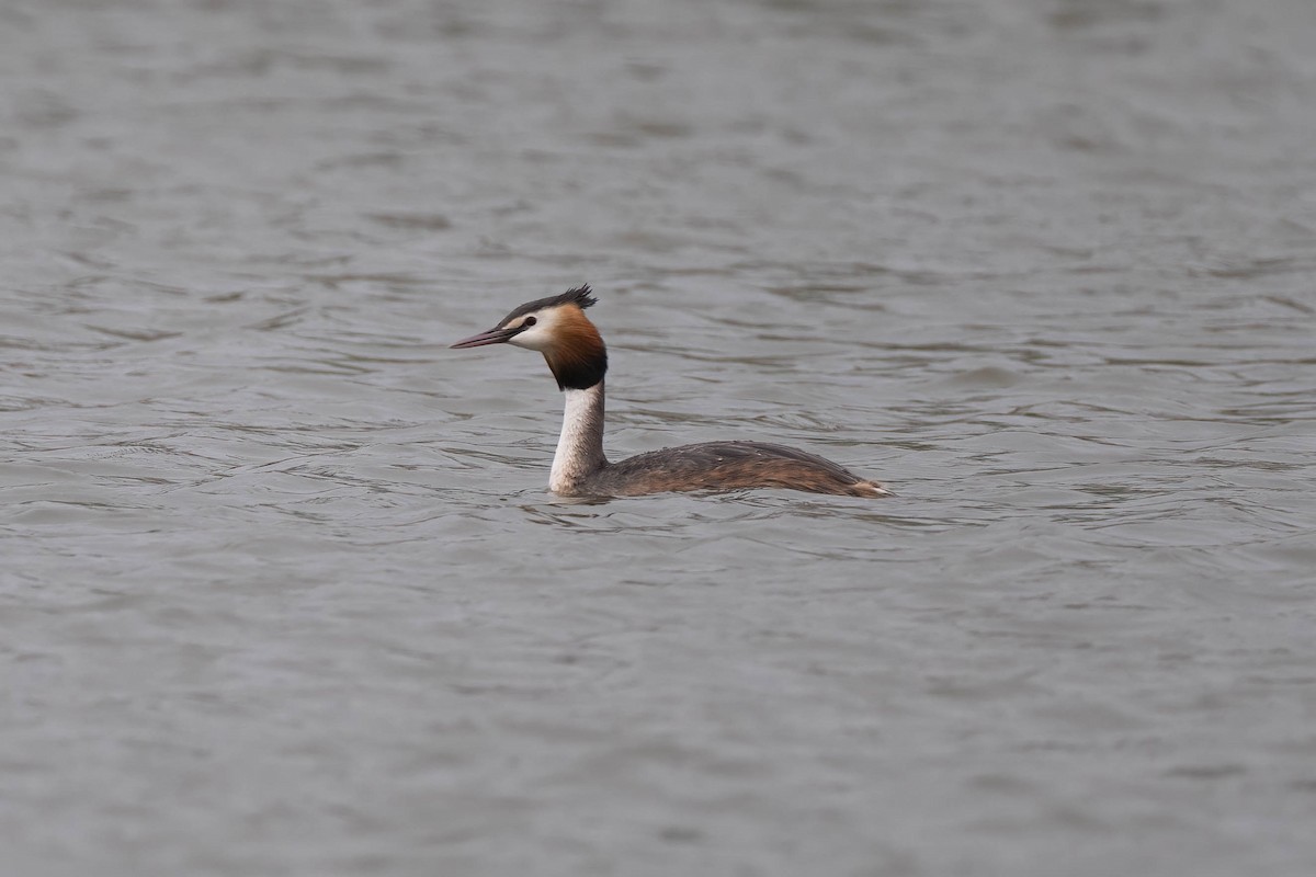 Great Crested Grebe - ML561562911