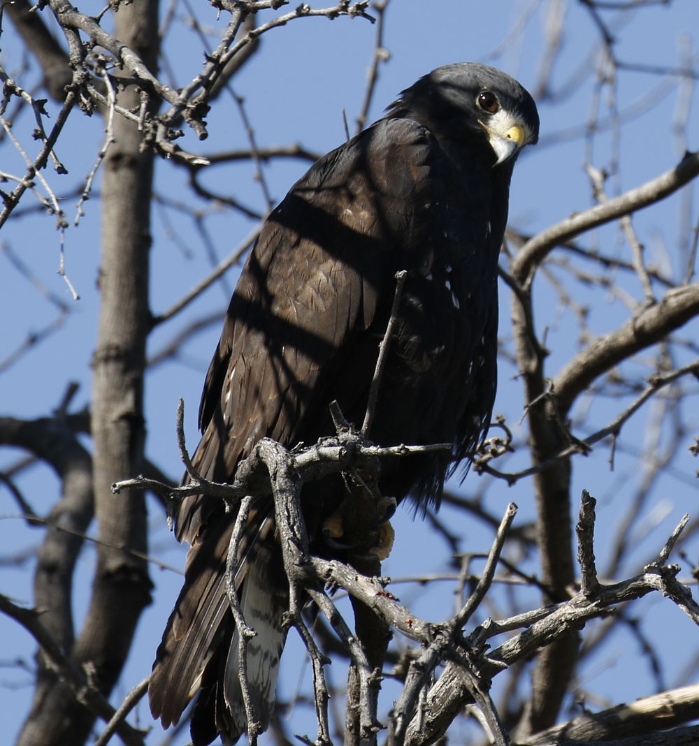 Zone-tailed Hawk - ML56156361