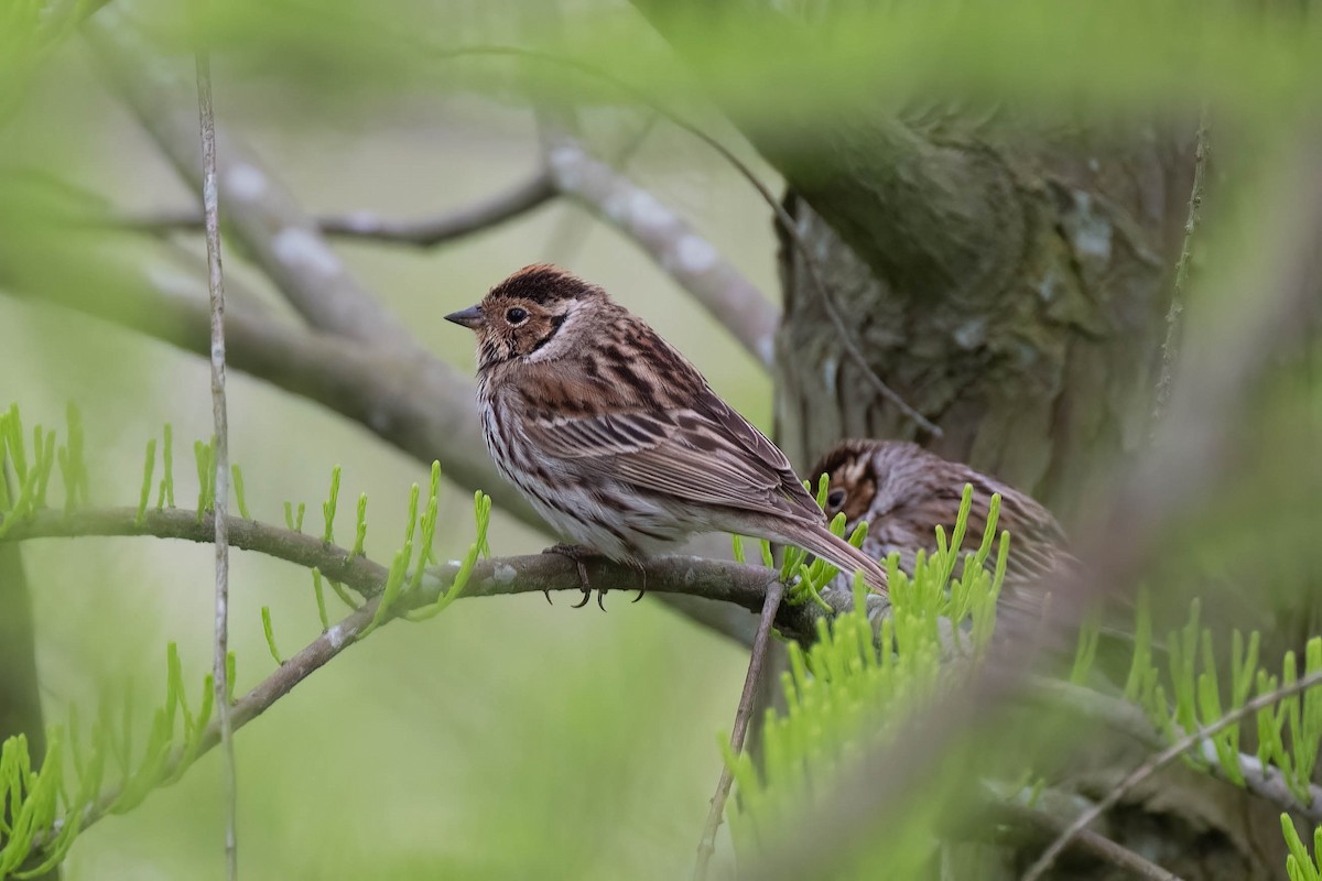 Little Bunting - ML561563671