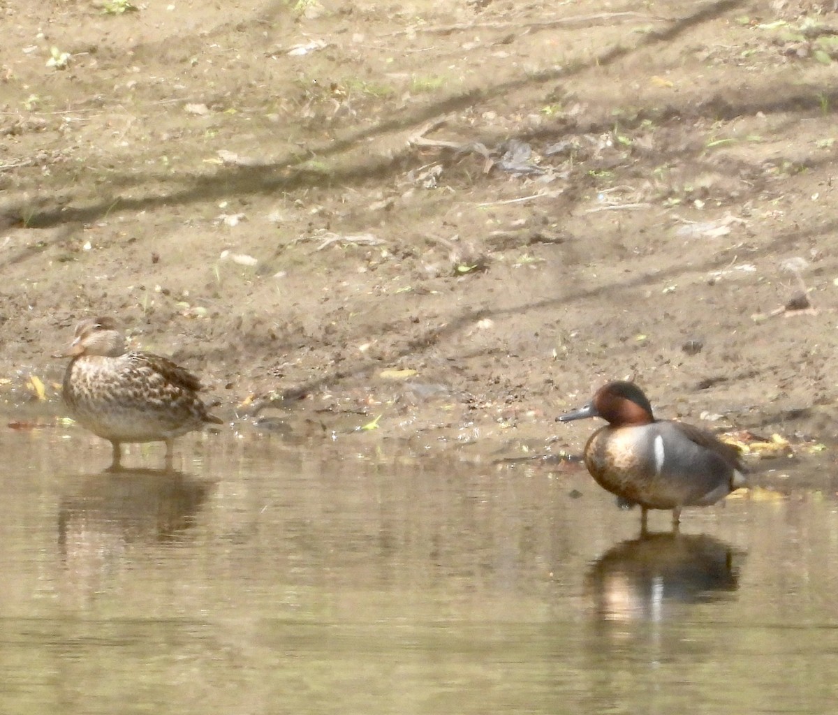 Green-winged Teal - ML561564351