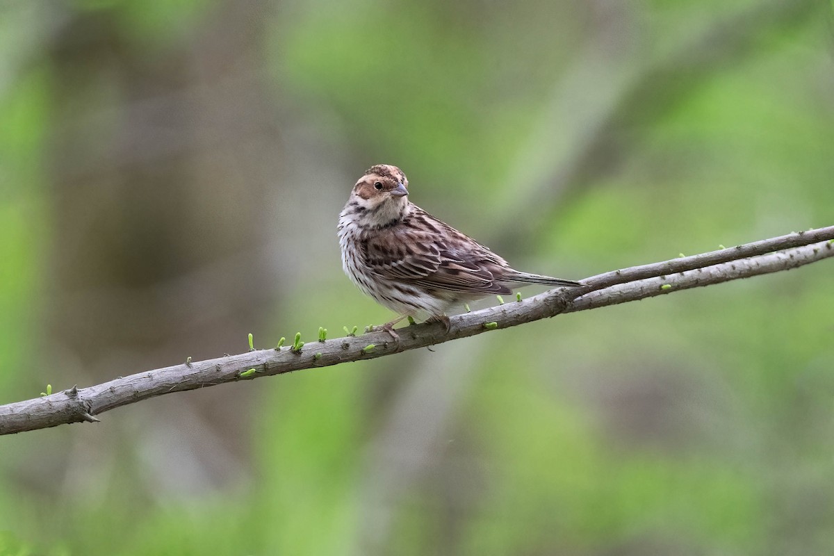 Little Bunting - ML561564411