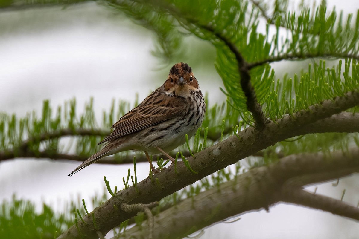 Little Bunting - ML561564421