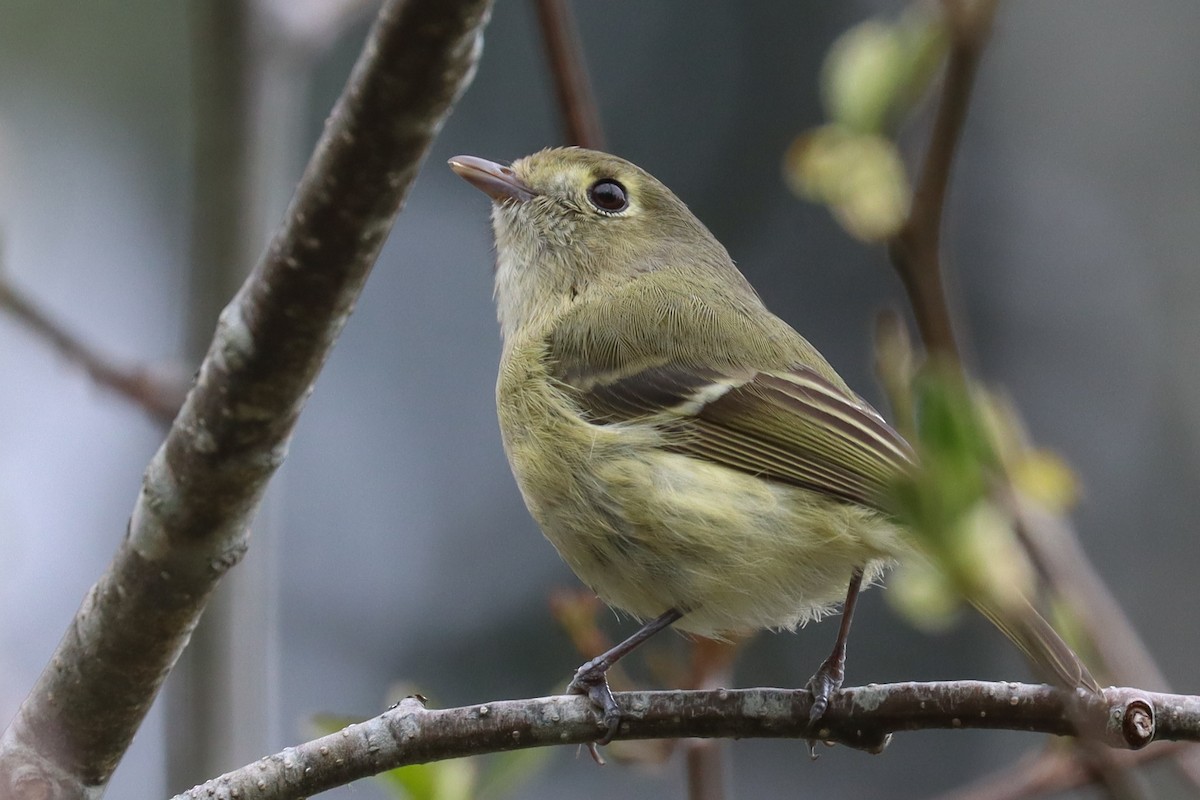 Hutton's Vireo - ML561564851