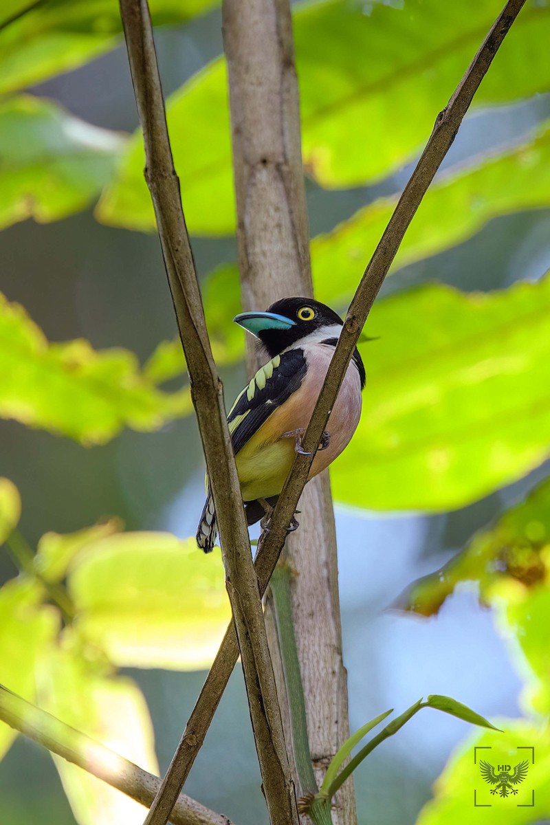 Black-and-yellow Broadbill - ML561565761