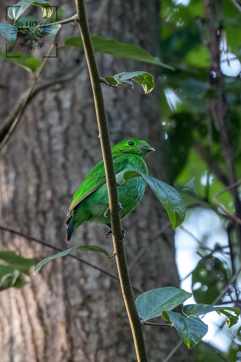 Green Broadbill - ML561565881