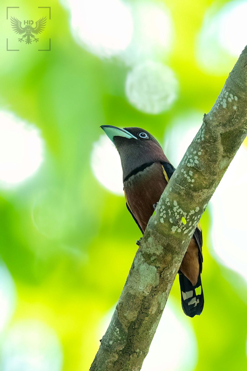 Banded Broadbill - ML561566021