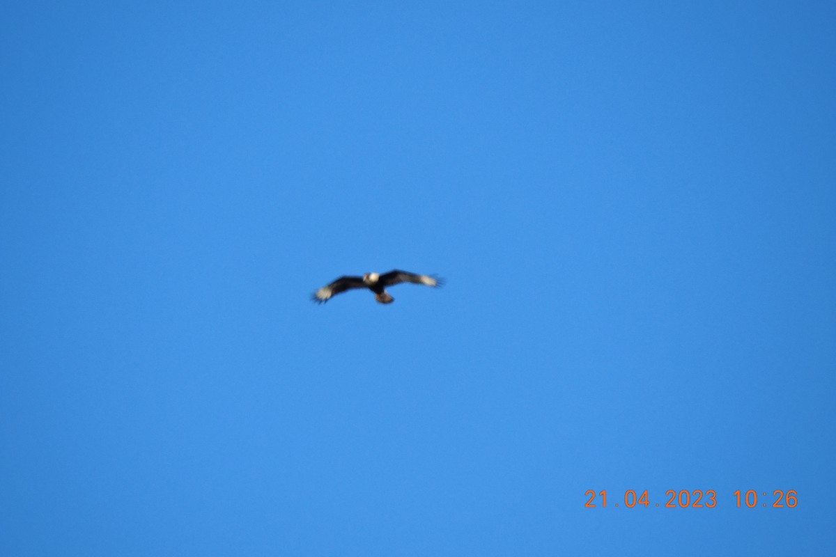 Crested Caracara - ML561567161