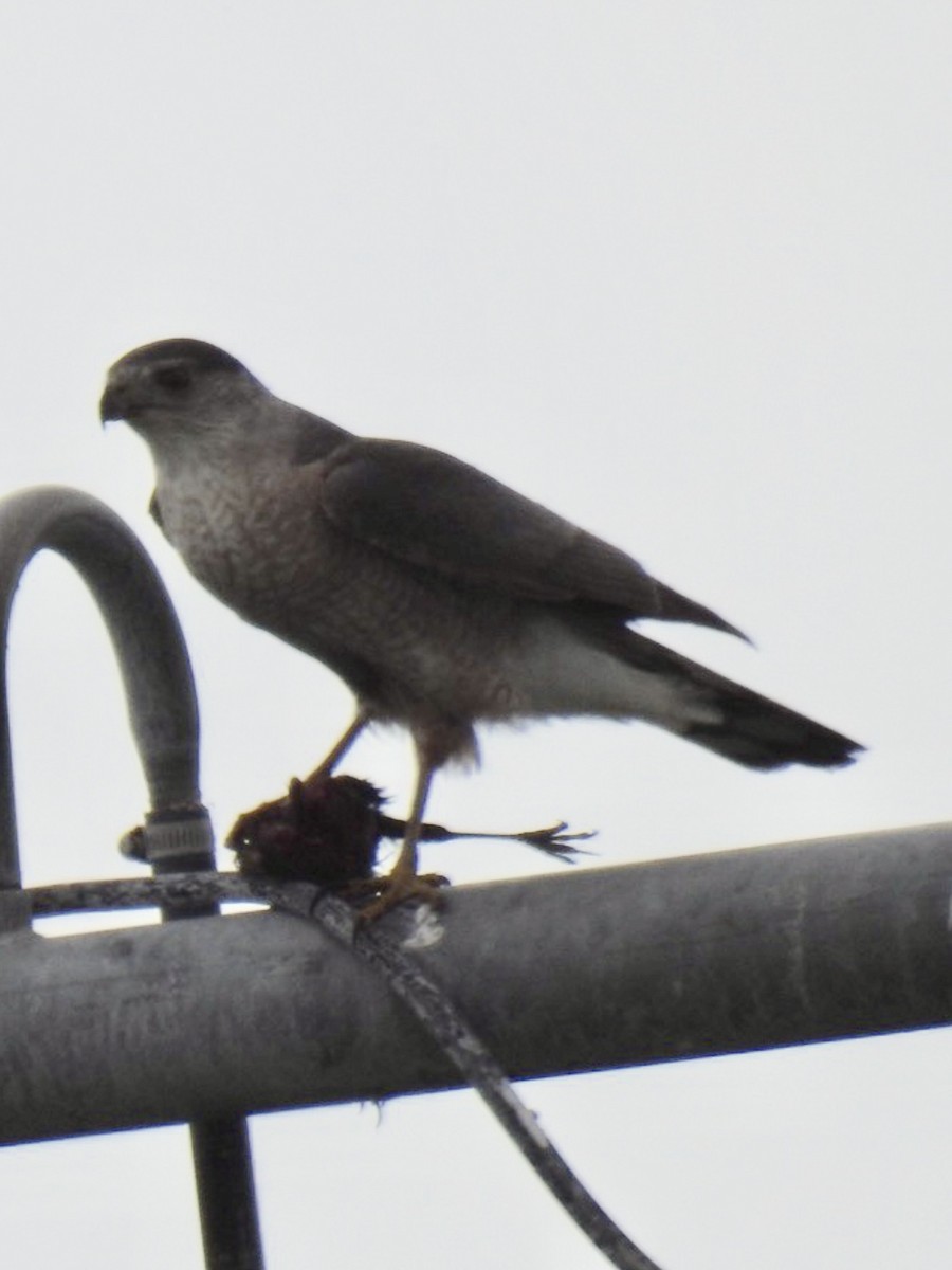 Sharp-shinned Hawk - Daron Patterson