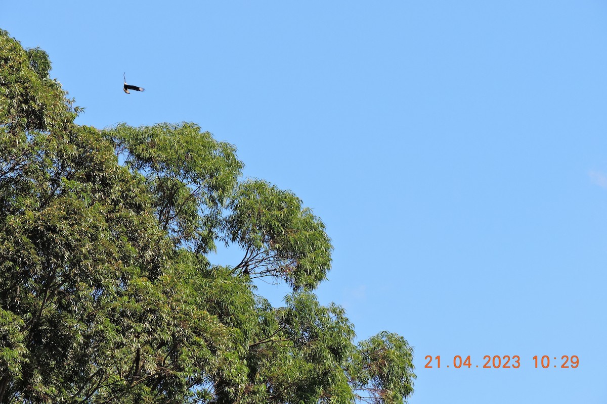 Crested Caracara - Rosana Cangello