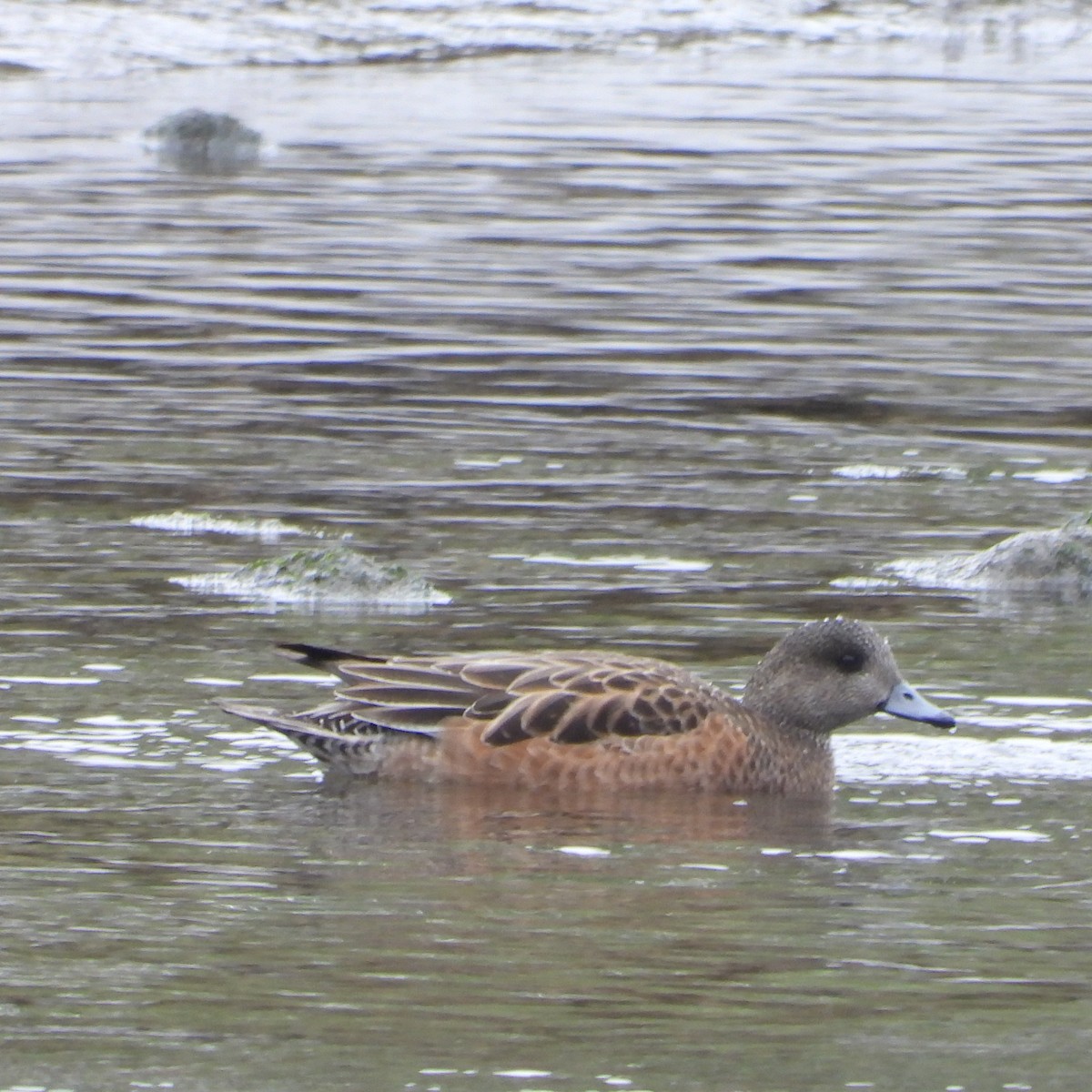 American Wigeon - Manuel Velasco Graña
