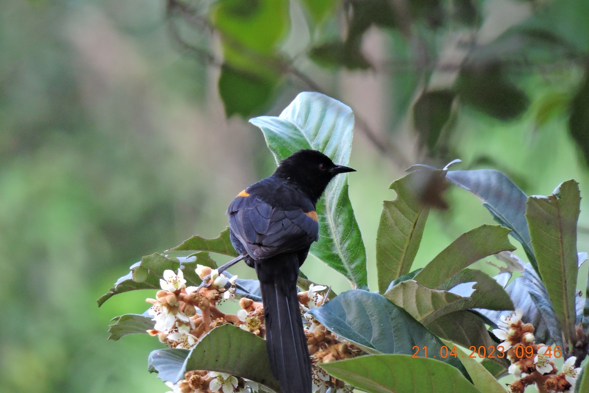 Variable Oriole - ML561568111