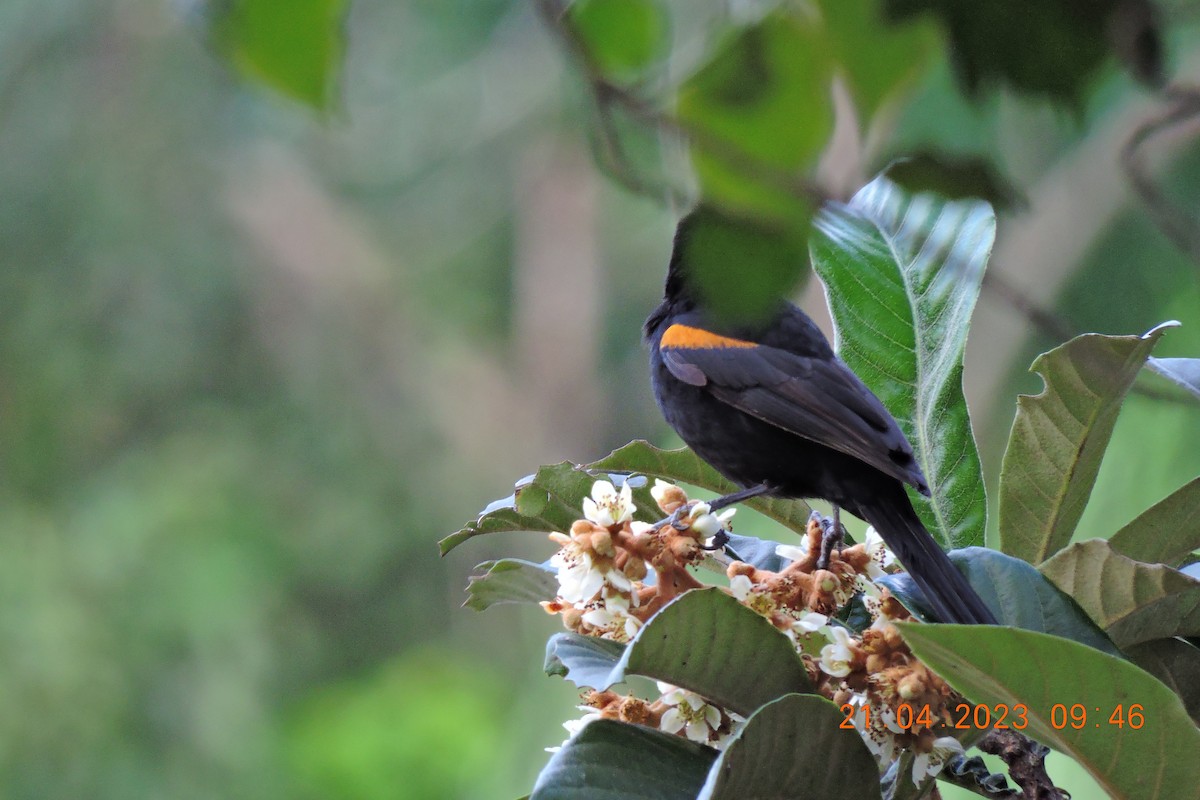 Variable Oriole - ML561568261
