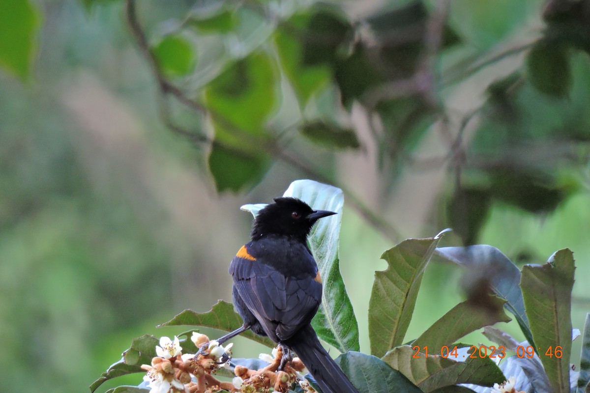 Variable Oriole - ML561568461