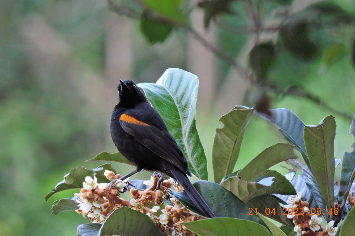 Variable Oriole - ML561568591