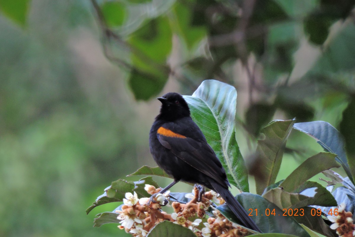 Variable Oriole - ML561568651
