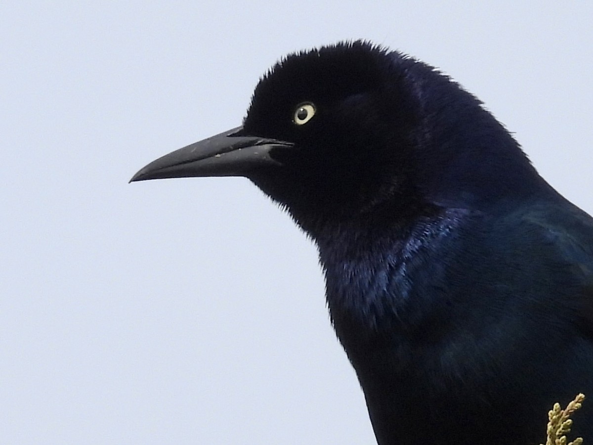 Boat-tailed Grackle - ML561568881