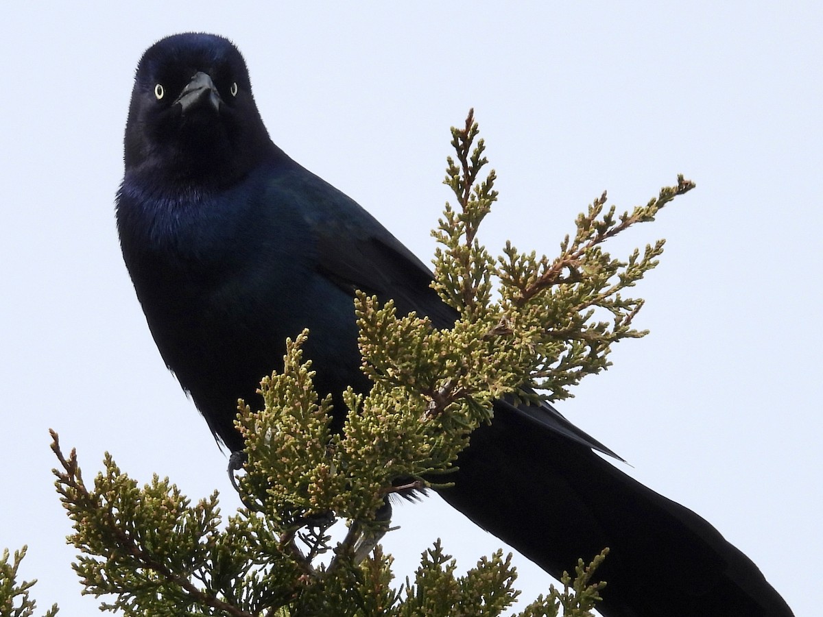 Boat-tailed Grackle - ML561568891