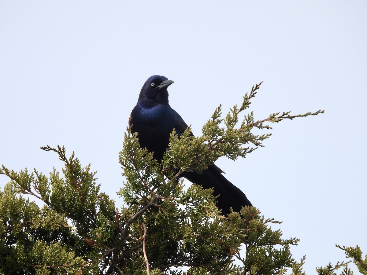 Boat-tailed Grackle - ML561568901