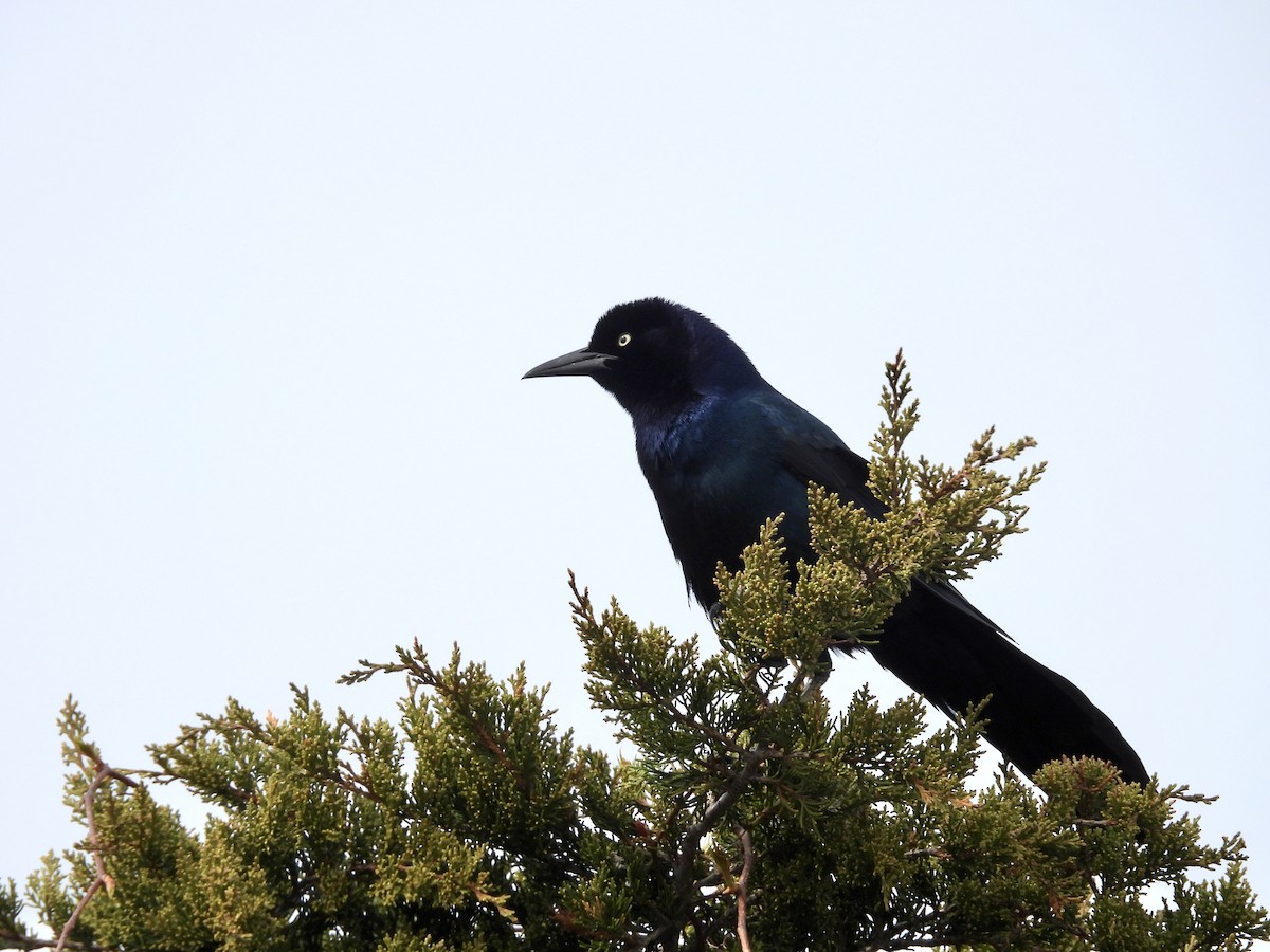 Boat-tailed Grackle - ML561568921