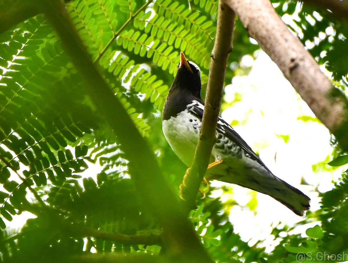 Pied Thrush - ML561569081