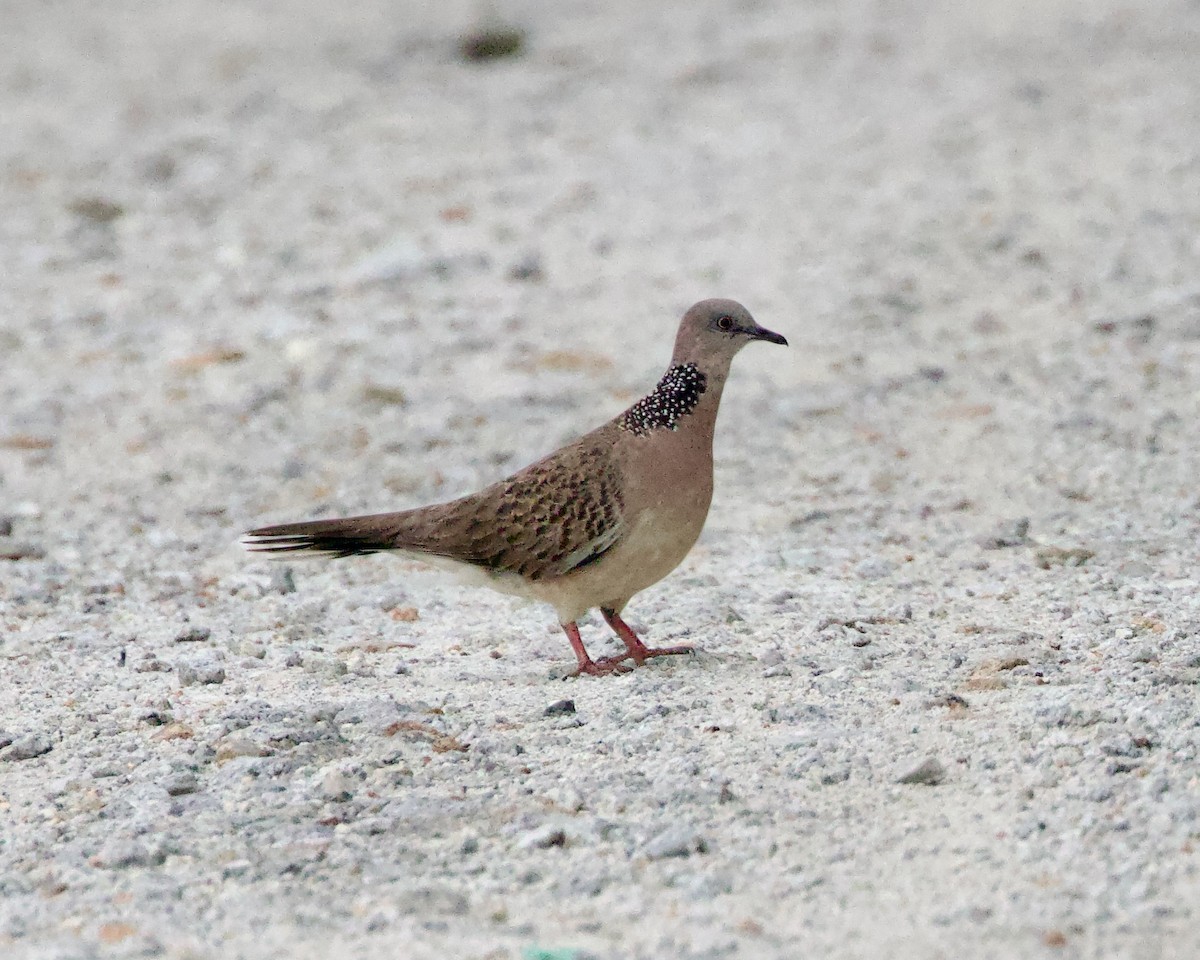 Spotted Dove - ML561569401