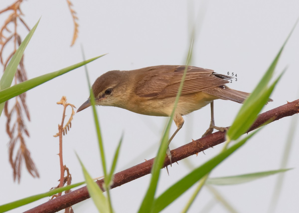 Great/Oriental/Clamorous Reed Warbler - ML561569861