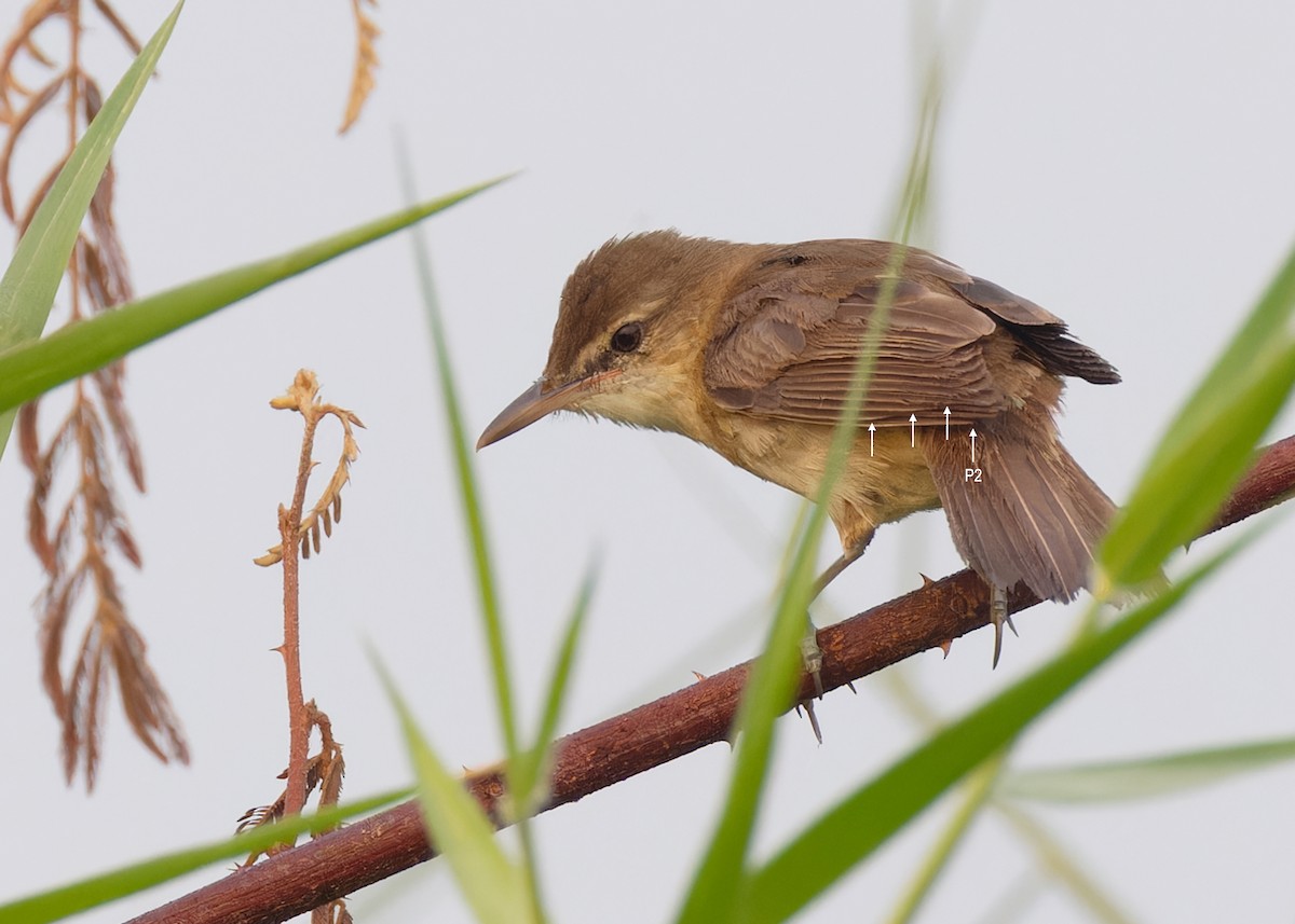 Great/Oriental/Clamorous Reed Warbler - ML561569871