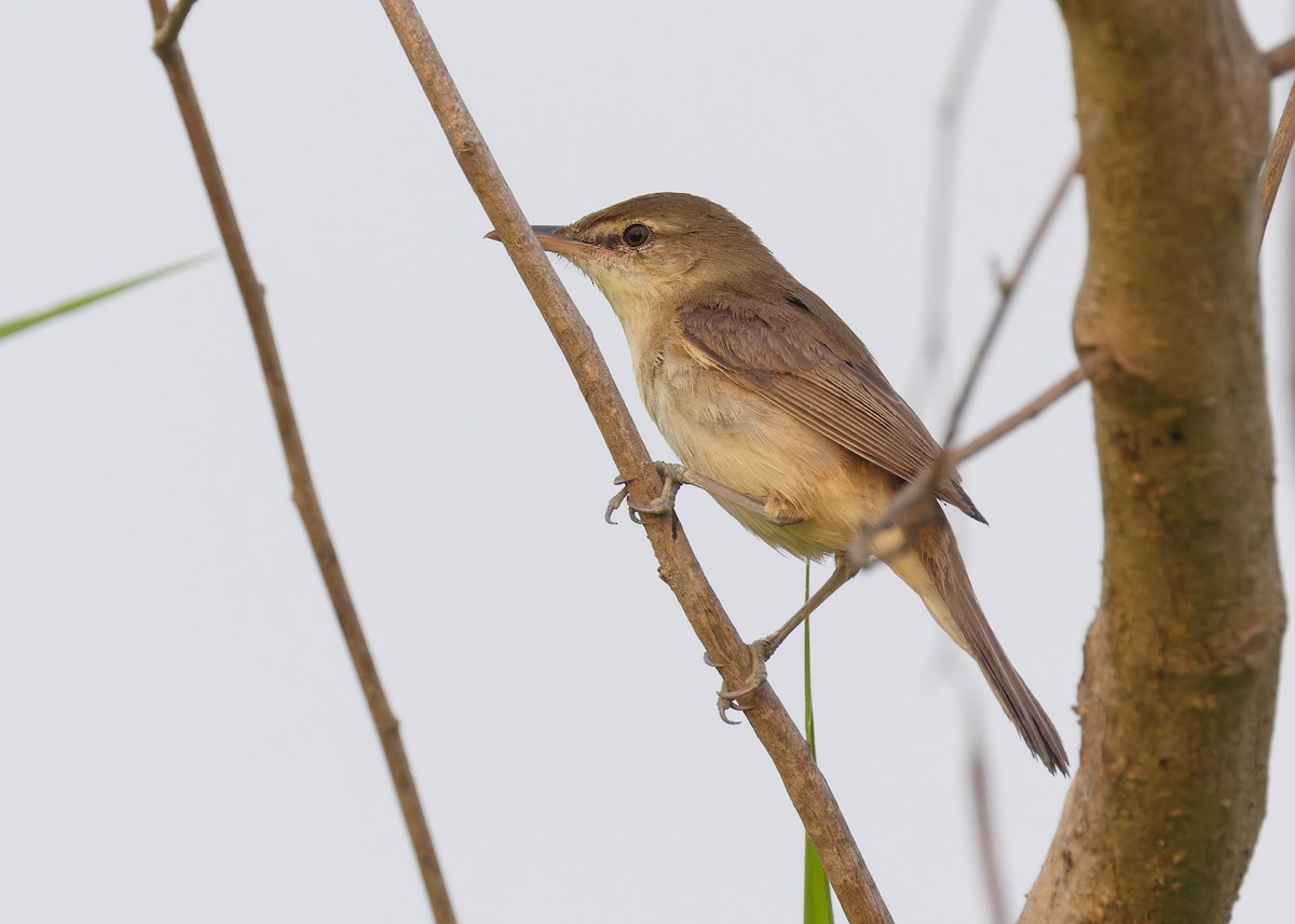 Great/Oriental/Clamorous Reed Warbler - ML561569881