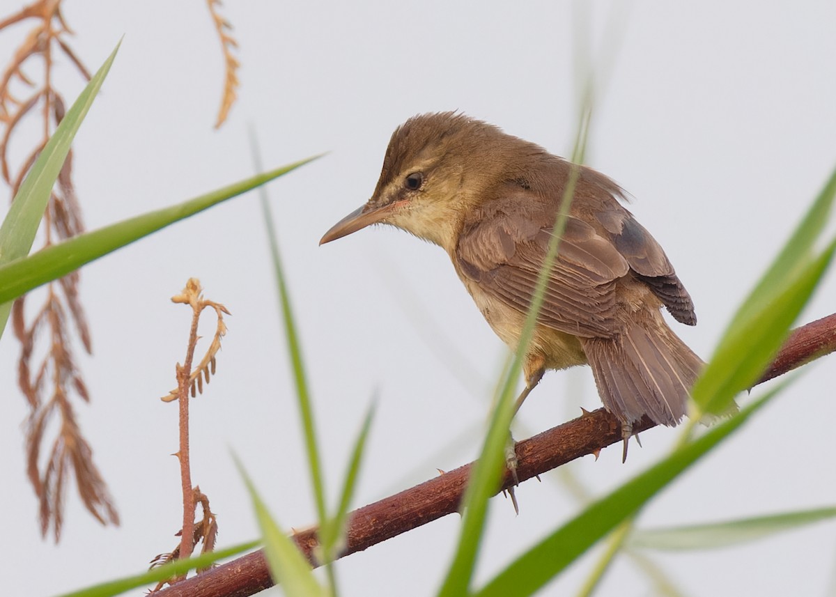Great/Oriental/Clamorous Reed Warbler - ML561569891