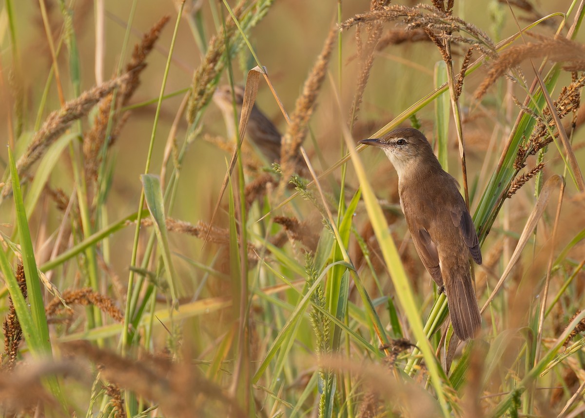 Great/Oriental/Clamorous Reed Warbler - ML561569901