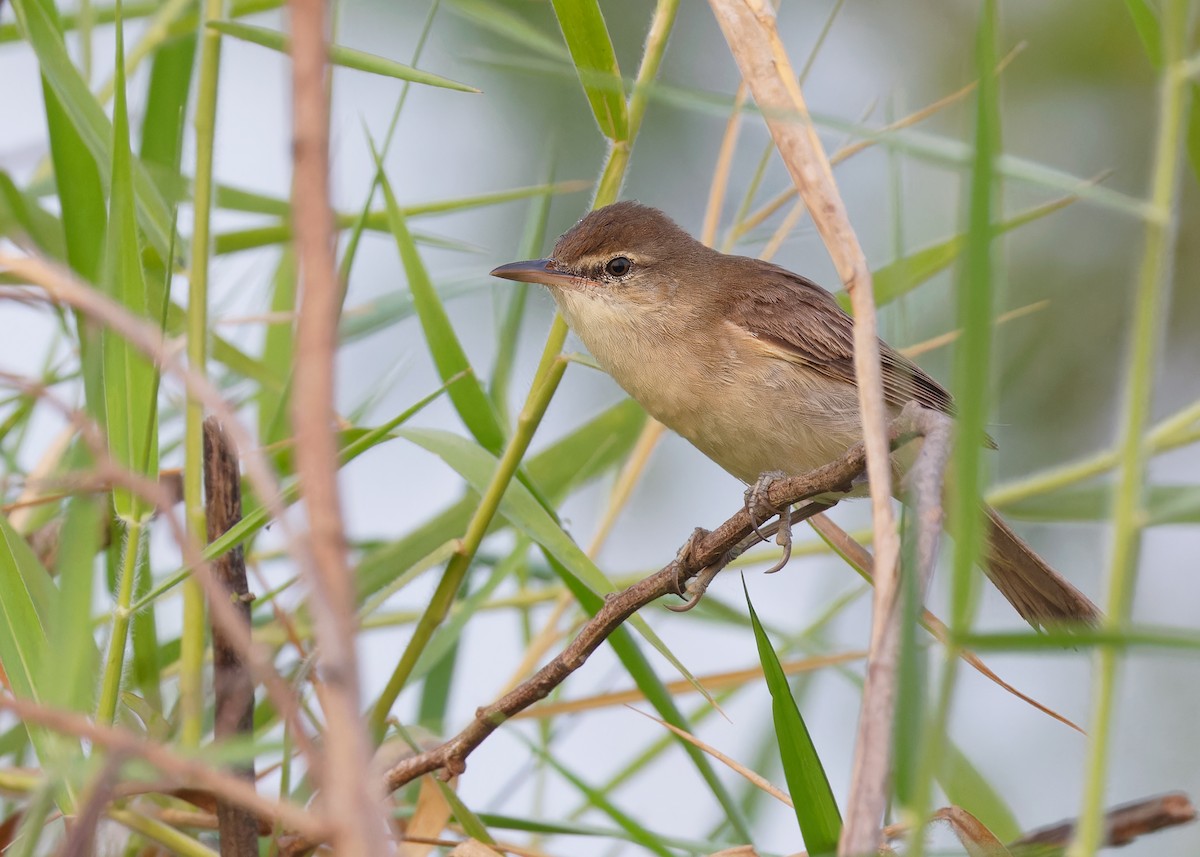Great/Oriental/Clamorous Reed Warbler - ML561569911
