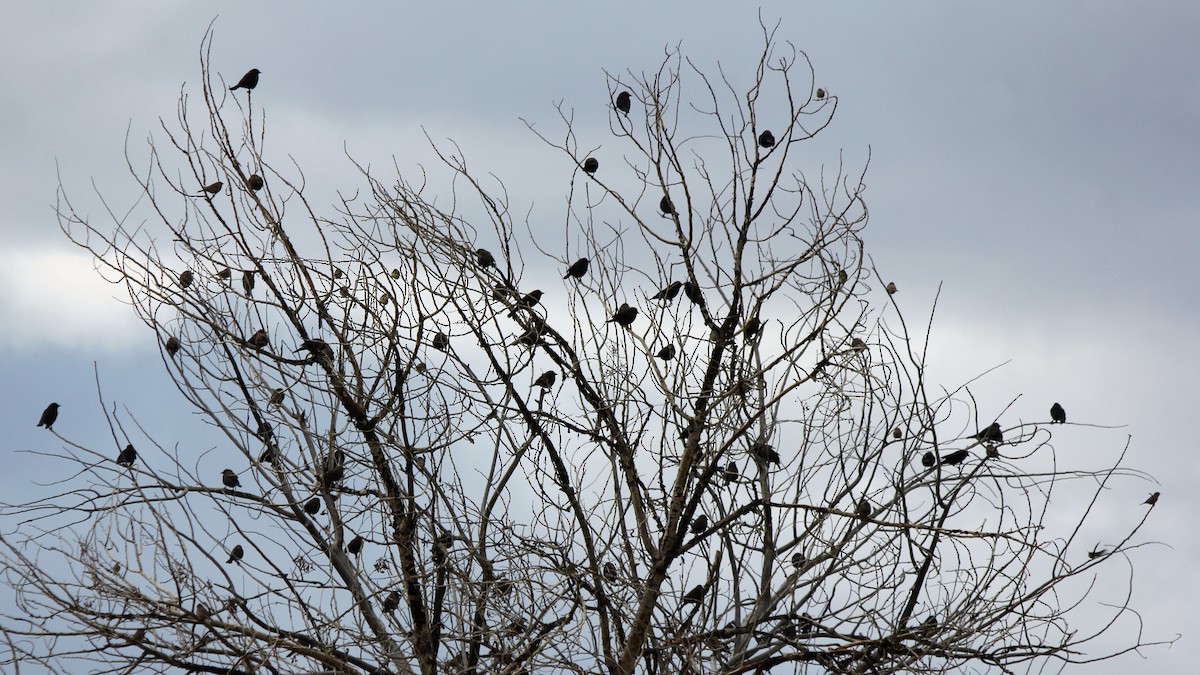 Red-winged Blackbird - ML561570111