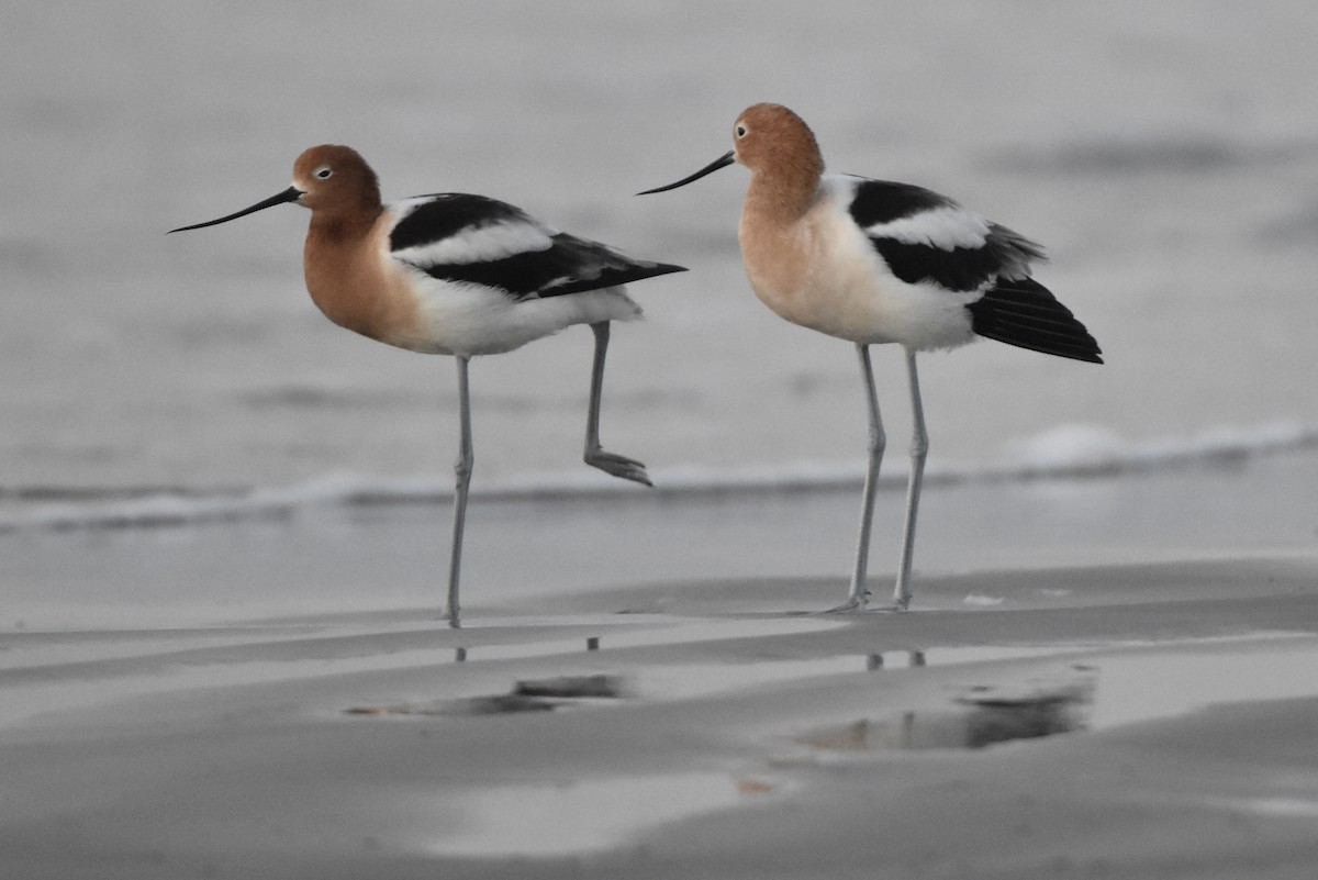 Avocette d'Amérique - ML561570431