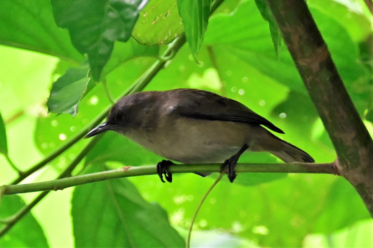 Dusky White-eye - ML561571361