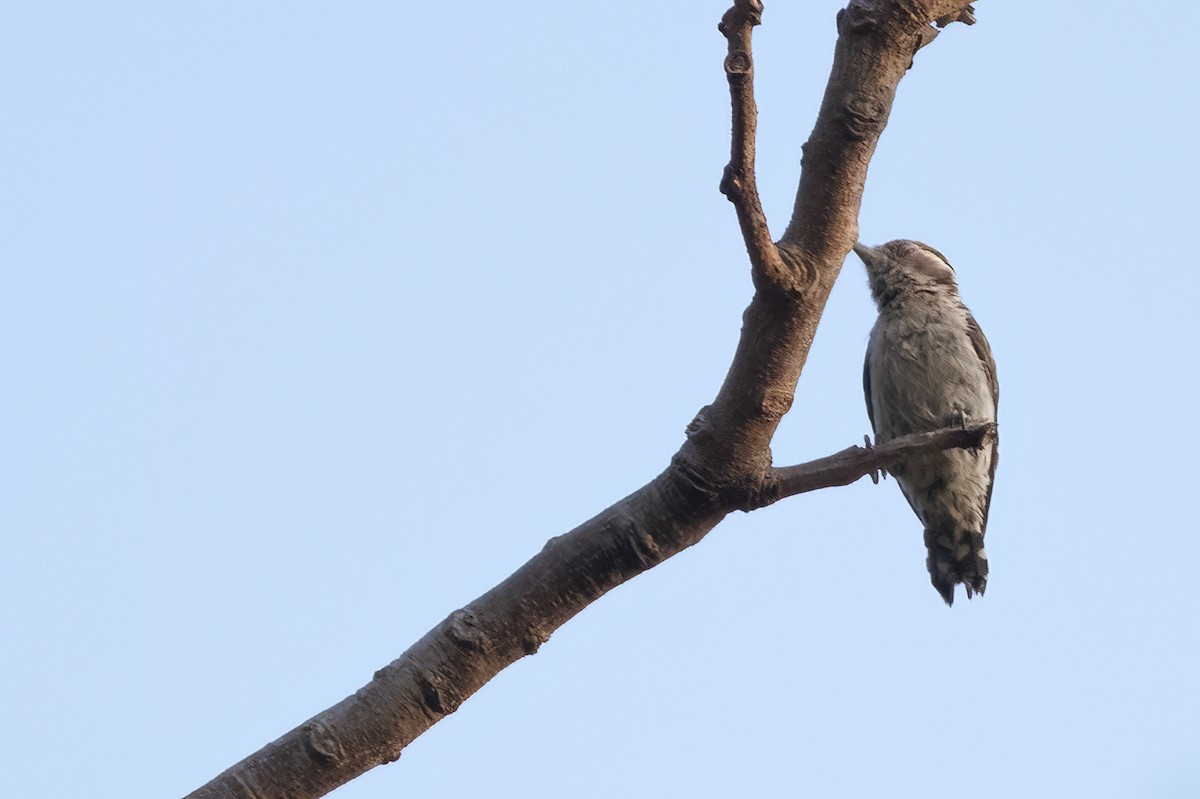 Brown-capped Pygmy Woodpecker - ML561572141