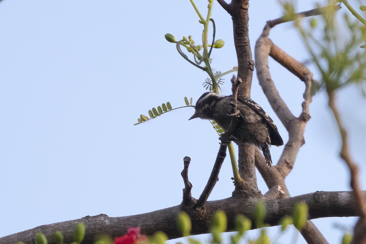 Brown-capped Pygmy Woodpecker - ML561572151