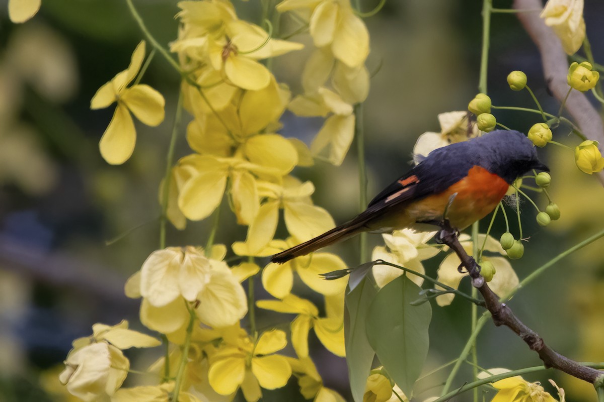 Small Minivet - Ravi Jesudas