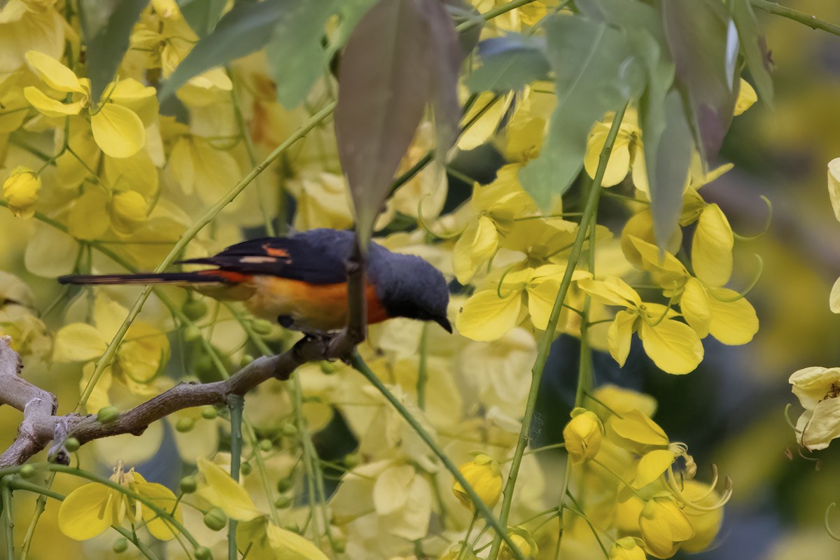 Small Minivet - Ravi Jesudas