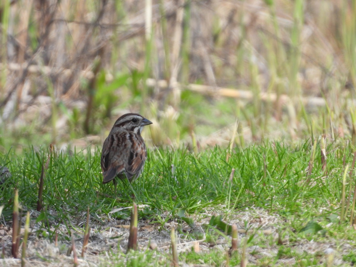 Song Sparrow - ML561572411