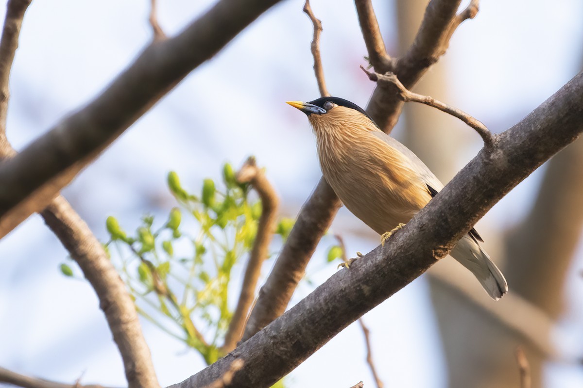 黑冠椋鳥 - ML561573101