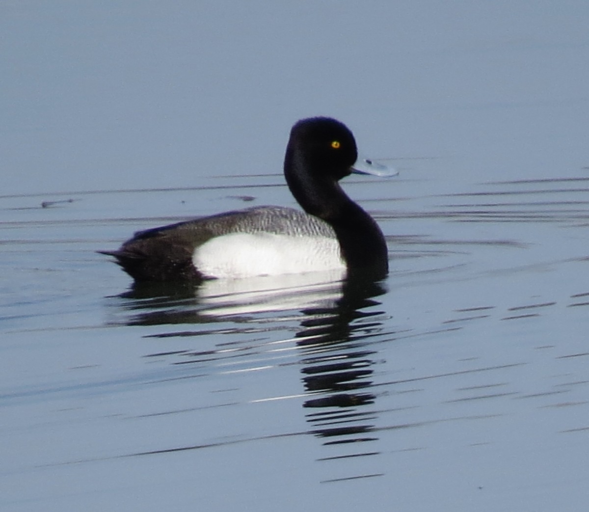 Lesser Scaup - shelley seidman